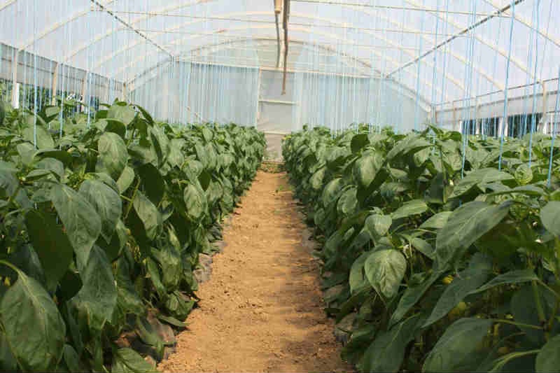 Centar Fenix: Bio proizvodi iz vlastitog uzgoja