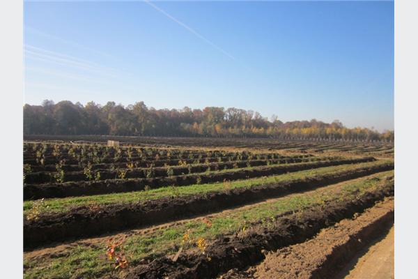 U Živinicama počela izgradnja najveće plantaže borovnice u Evropi