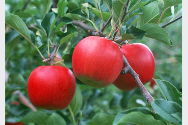 Jaffa-Komerc sa svoje plantaže nudi samo najbolje i najzdravije jabuke