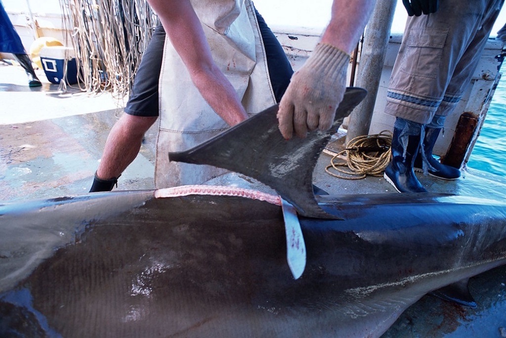 Svjetski broj 1 u ronjenju ambasador kampanje za zaštitu morskih pasa