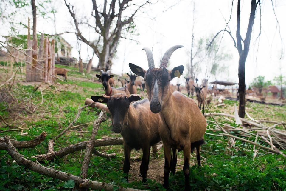 Farma Milo Selo: Tržištu vratili zaboravljene proizvode od kozjeg mlijeka