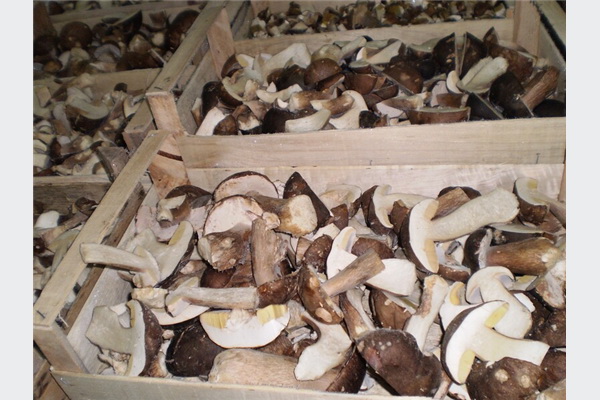 Prerada gljiva u hladnjači bugojanskog preduzeća Heko