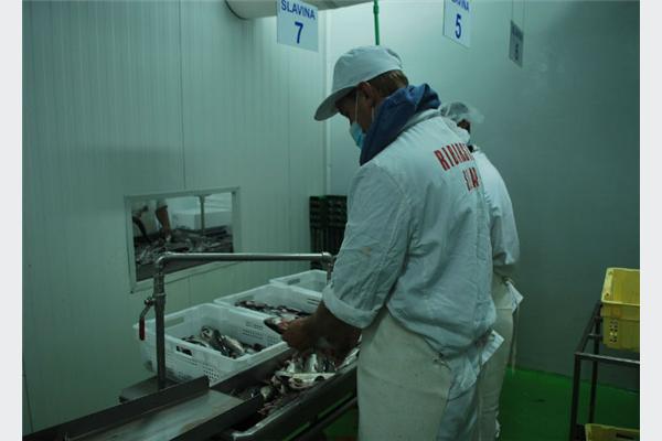 Konzum namjerava otkupiti 60 tona ribe iz Ribarstva Slap