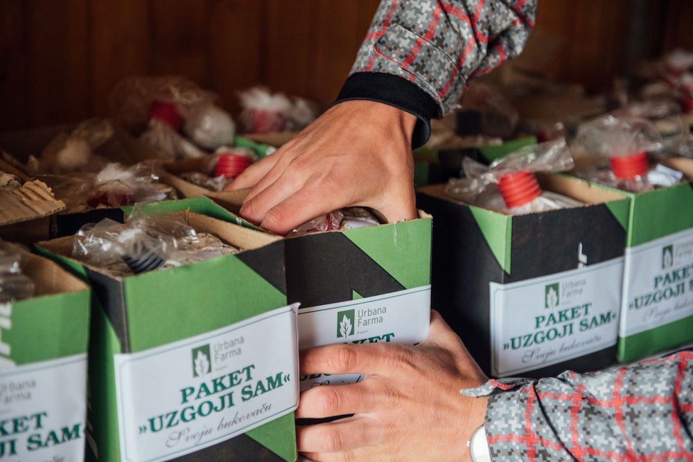 Urbana farma: Poduzetnik iz Bugojna uzgojio bukovaču u kafi