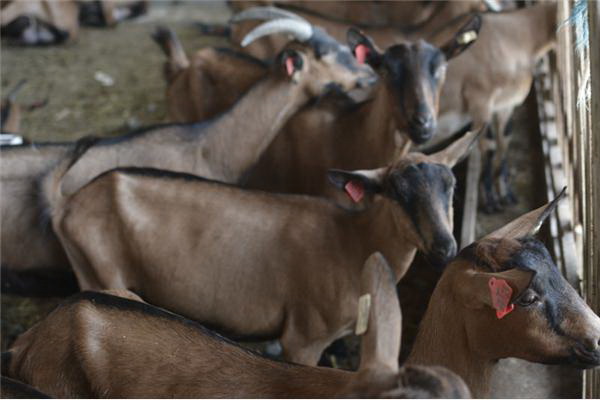 Bingo pokrenuo farmu koza: Proizvedeno više od 1.500 litara mlijeka