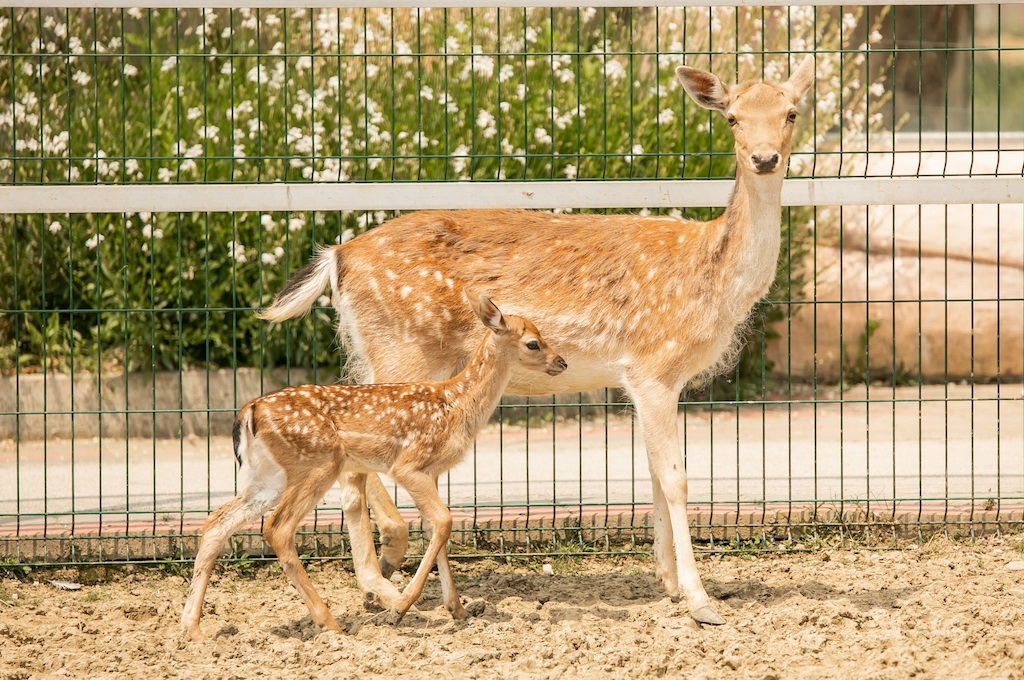Zoo vrt Bingo, oaza mira i sadržaji za cijelu porodicu