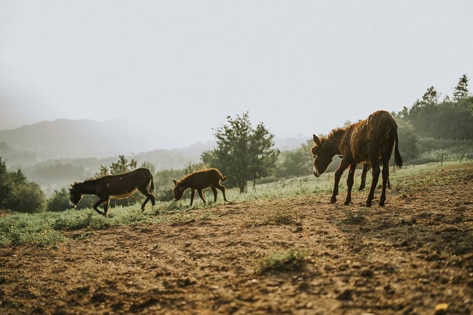 Inovacija 'Malog farmera': Domaće magareće peletirano đubrivo uskoro na tržištu