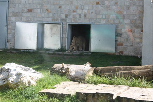 Mladunče lava, merkati i lemuri povod za svečanost u Pionirskoj dolini