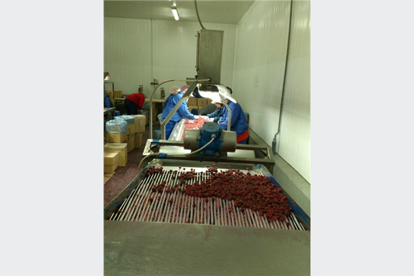 Klas ove godine otkupio 665 tona malina i šumskog voća