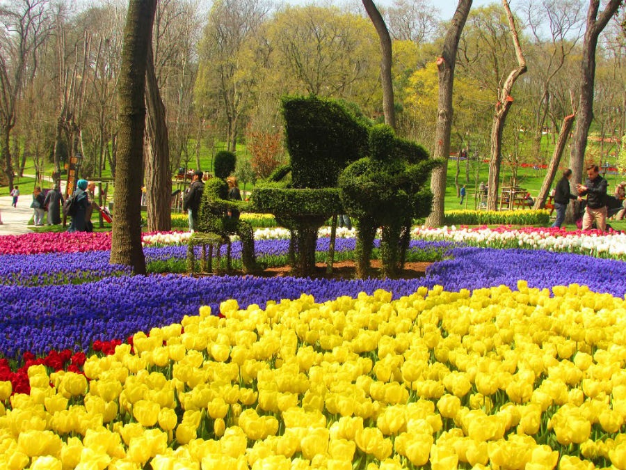 Vrijeme je za tulipane: U Istanbulu počeo 12. Međunarodni festival tulipana