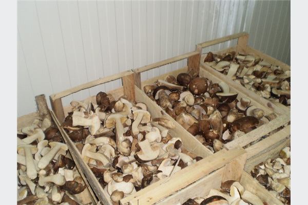 Prerada gljiva u hladnjači bugojanskog preduzeća Heko