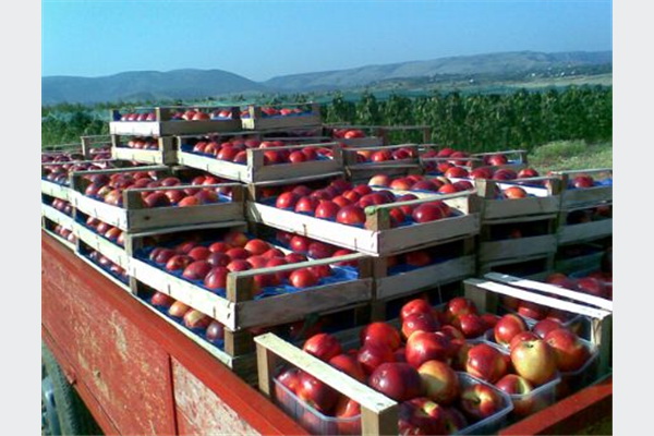 Nova isporuka Jaffa-Komerca: Jabuke iz Blagaja na tržištu Jordana
