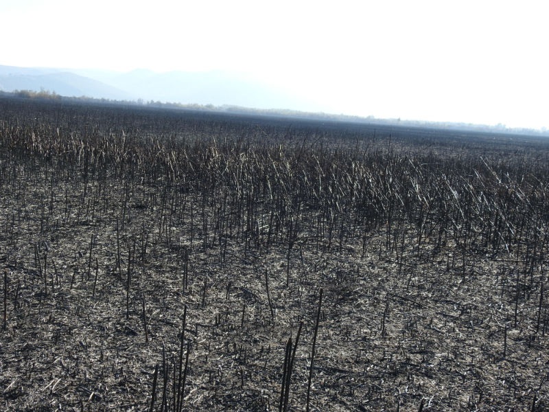 Požar u Hutovom blatu pričinio ogromnu štetu, uništena skoro sva vegetacija