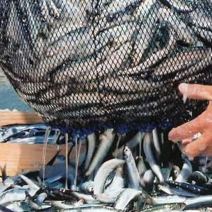 Hrvatsko ribarstvo zapetljano u mreže EU administracije
