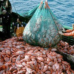 EK za 10 članica smanjuje ribolovne kvote u ovoj godini