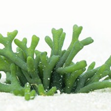 Veliko otkriće bh. znanstvenika: Na području Bijambara pronađene dvije nove vrste algi