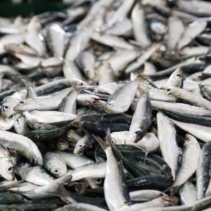 Zabrana izlova srdele bila bi pogubna za hrvatsko ribarstvo