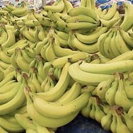 Savremene komore za dozrijevanje banana firme Džananović: Za godinu isporučeno skoro 10.000 tona banana