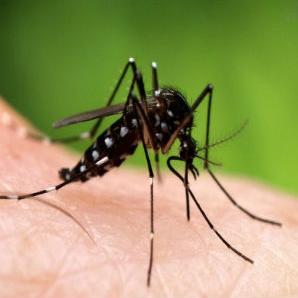 Zašto ujed komarca svrbi?