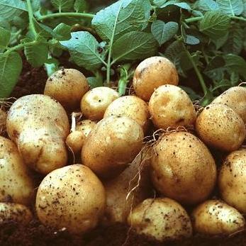 Jeste li znali da krompir može poslužiti umjesto baterije?