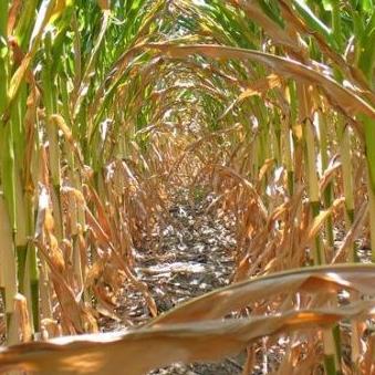Milionske štete u poljoprivredi RS zbog suše i grada