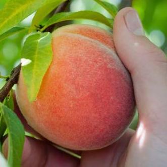 Može li konzumacija ovog ukusnog voća pomoći u borbi s rakom?