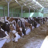 Proizvođačima mlijeka u Bihaću dodijeljeno 50 junica