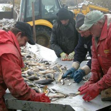Na evropskom tržištu dvije trećine ribe proizvedene u BiH