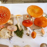 Unosan posao u BiH: Izvoz gljiva u evropske gastronomske centre