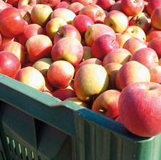 Projekt FARMA organizovao predavanje za proizvođače voća