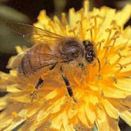 Pčelarska zadruga 'Žalfija' iz Trebinja uspješno posluje: Izvoze u Norvešku