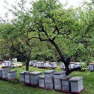 Investicija u pčelarstvo veća od 1,5 mil KM