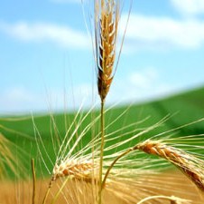 Završen prvi dio međunarodnog tendera: Pšenica iz robne rezerve čeka Vladinu odluku