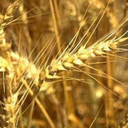 RS prodaje merkantilnu pšenicu manjeg kvaliteta
