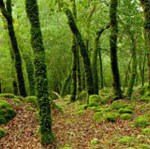 Vlada ZDK-a odobrila više od pola miliona KM za dokument o privatnim šumama
