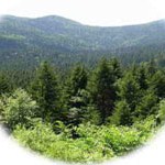 Od 6. do 8. oktobra na Tjentištu radionica 'Šumske i planinske zaštićene zone'