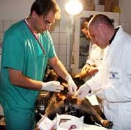 Tuzla: Privatizacija veterinarskih stanica doprinijela pojavi bolesti