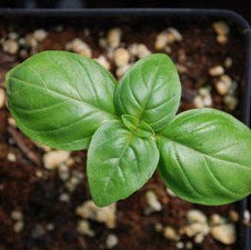 Tržište ljekovitog i aromatičnog bilja u ekspanziji: Šansa za zaradu u zelenim poslovima sve veća