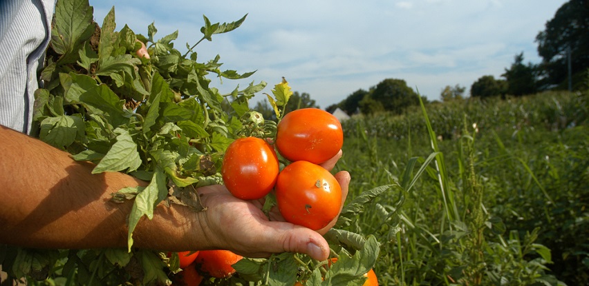 Kako da ove godine uzgojite najbolji paradajz?