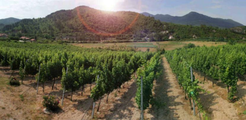 Autohtone i internacionalne sorte vinove loze u vinogradima Vukoje