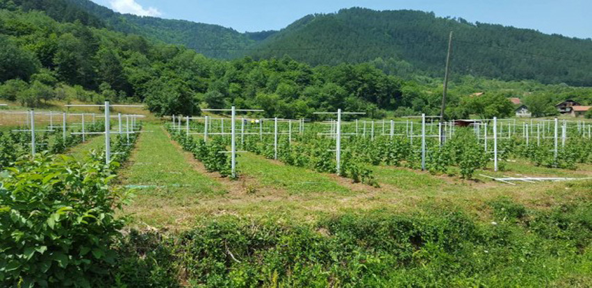 Bosnaplast nudi proizvodnju neophodnih PVC stubova za uzgoj maline