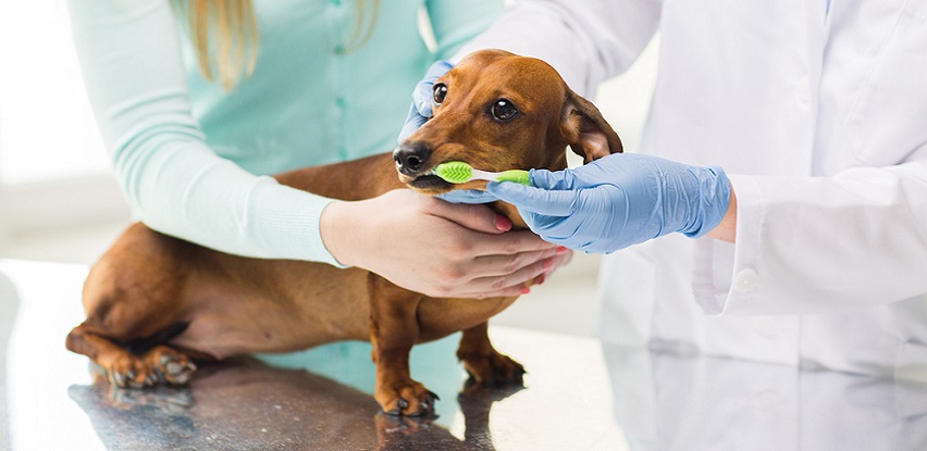 Zakažite stomatološki veterinarski pregled u MIM COOP ambulanti