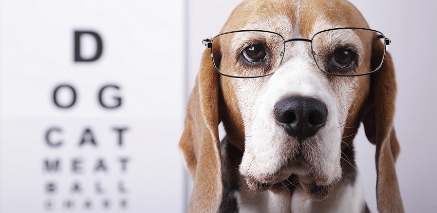 Obavite oftamološki veterinarski pregled u MIM Coop ambulanti